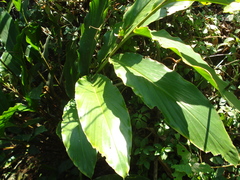 Heliconia schiedeana