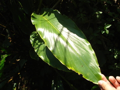 Heliconia schiedeana