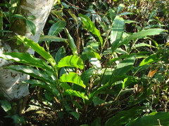 Heliconia schiedeana