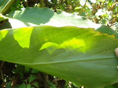 Heliconia schiedeana