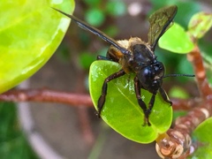 Apis dorsata breviligula