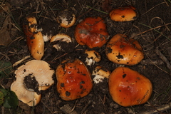 Hygrophorus subsalmonius