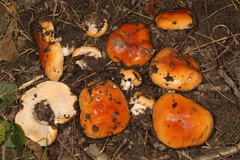 Hygrophorus subsalmonius