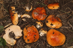 Hygrophorus subsalmonius
