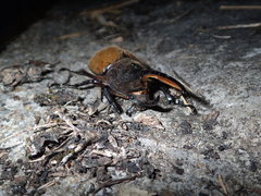 Dynastes trinidadensis