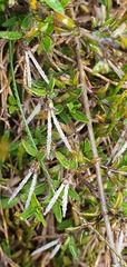 Coprosma cheesemanii