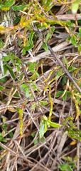 Coprosma cheesemanii