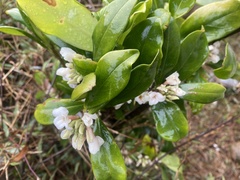 Daphne papyracea