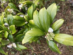 Daphne papyracea