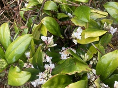 Daphne papyracea
