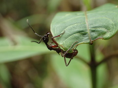 Dolichoderus attelaboides