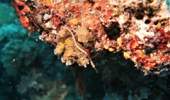 Corythoichthys ocellatus