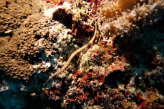 Corythoichthys ocellatus