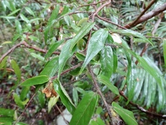 Camellia caudata