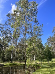 Corymbia tessellaris
