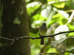 Leptopogon superciliaris