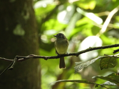 Leptopogon superciliaris