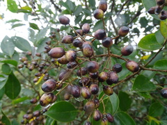 Ligustrum liukiuense