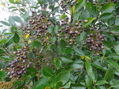 Ligustrum liukiuense