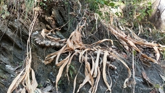 Hedychium spicatum