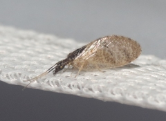 Sympherobius barberi