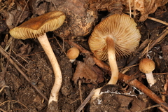Inocybe microteroxantha