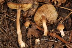 Inocybe microteroxantha