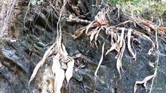 Hedychium spicatum