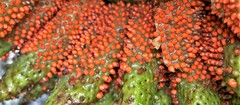 Gunnera tinctoria