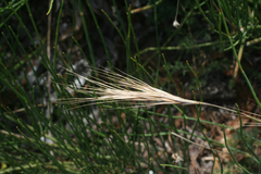 Bromus rigidus