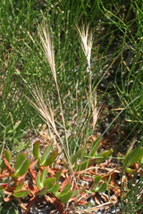 Bromus rigidus