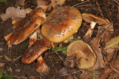 Cortinarius atkinsonianus