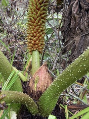 Gunnera tinctoria