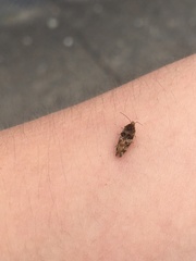 Tingena eumenopa