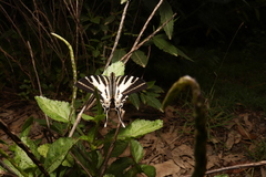 Protographium leosthenes