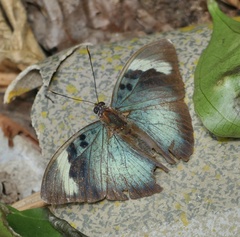 Euphaedra medon medon