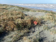 Paramarasmius mesosporus