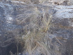 Muhlenbergia elongata
