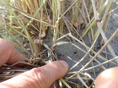 Paramarasmius mesosporus