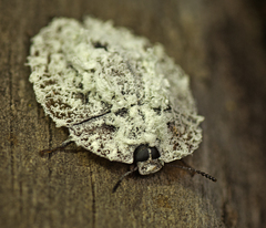 Emcephalus floccosus