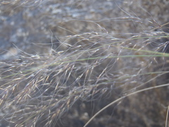 Muhlenbergia elongata