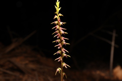 Genoplesium filiforme