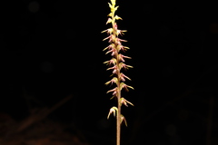 Genoplesium filiforme