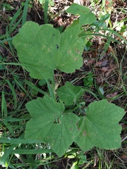 Ribes spicatum hispidulum