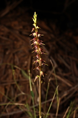 Genoplesium filiforme