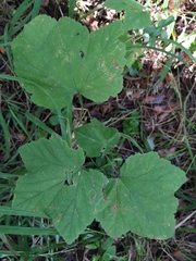Ribes spicatum hispidulum