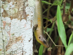 Eutropis multifasciata
