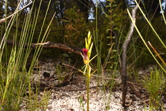 Cryptostylis hunteriana