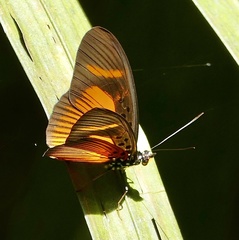 Pseudacraea