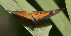 Pseudacraea